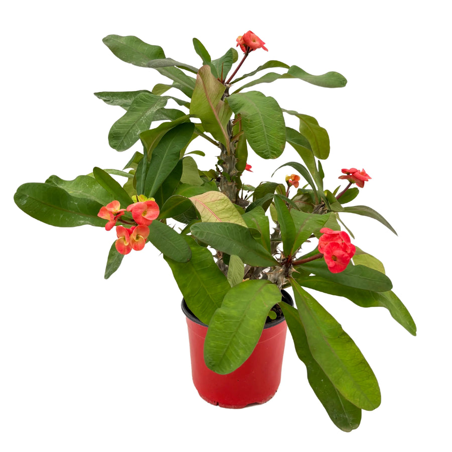 Euphorbia Milii Spina di Cristo - pianta in vaso rosso con fiori rossi e foglie verdi