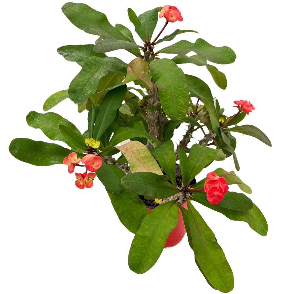 Euphorbia Milii online - vista dall'alto con fiori rosso corallo e foglie lucide