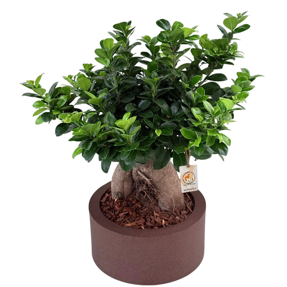 Bonsai Ficus Ginseng in vaso Echo, dettaglio del tronco sinuoso