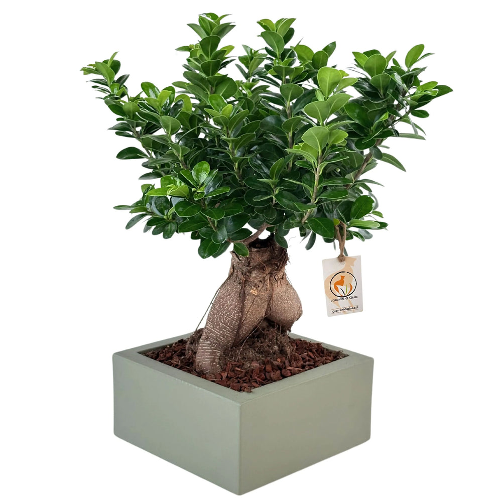 Bonsai Ficus Ginseng con vaso Minos verde - dettaglio tronco e foglie