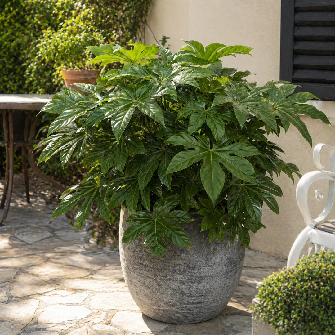 fatsia japonica in vaso effetto pietra in giardino pianta verde ornamentale
