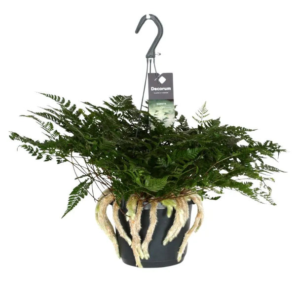 Humata tyermannii fern D. 18 cm
