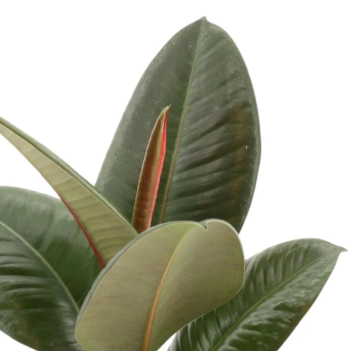Foglie lucide e spesse di Ficus Robusta, con sfumature rossastre sul retro