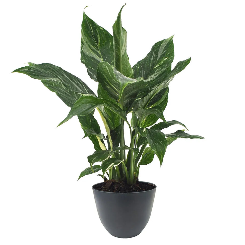 Ficus 'Belize' in vaso antracite moderno, ideale per interni eleganti e colorati
