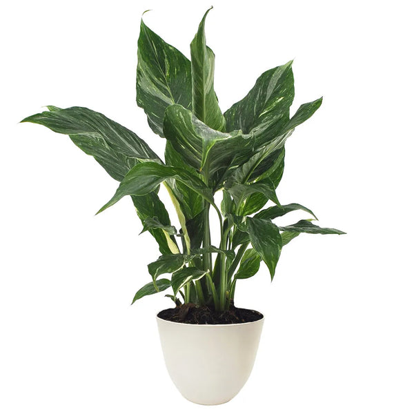 Spathiphyllum Diamond D.12 cm