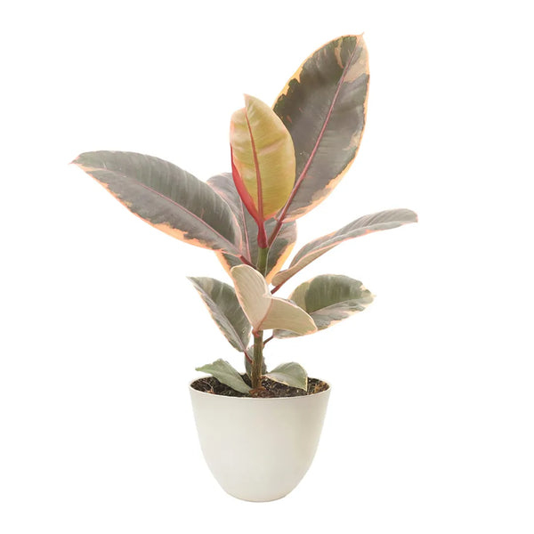 Ficus Belize hauteur D.13 cm