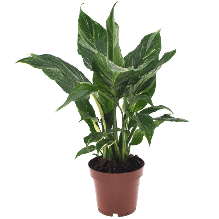 Pianta Ficus 'Belize' in vaso nero da coltivazione Ø12 cm, compatta e decorativa