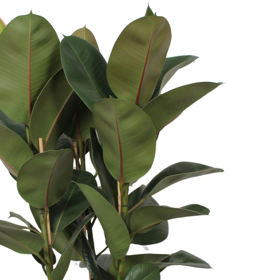 Ficus Elastica Robusta foglie - dettaglio delle foglie lucide verdi e venature
