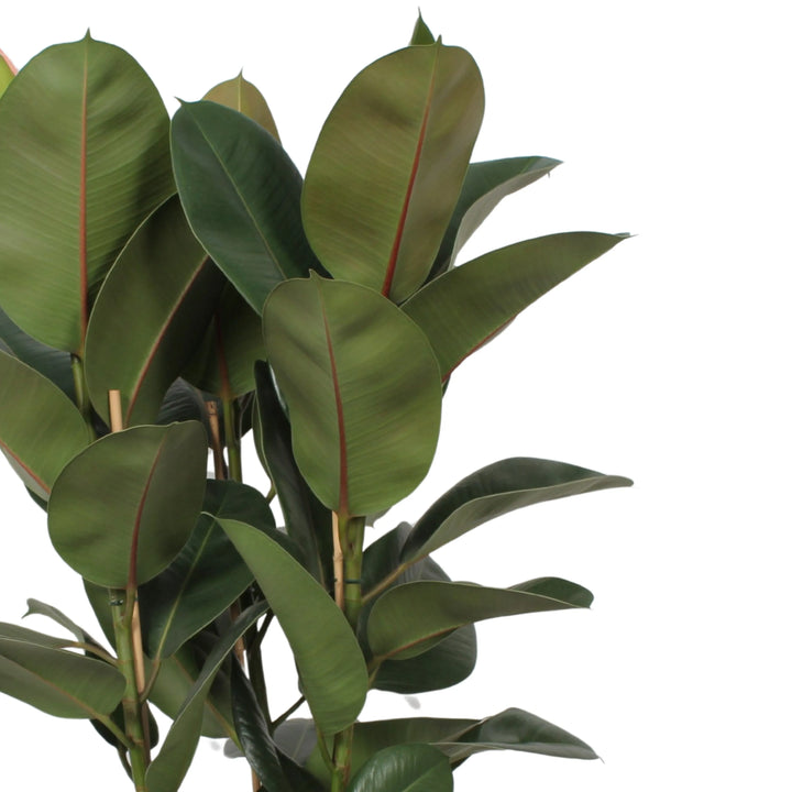 Ficus Elastica Robusta foglie - dettaglio delle foglie lucide verdi e venature