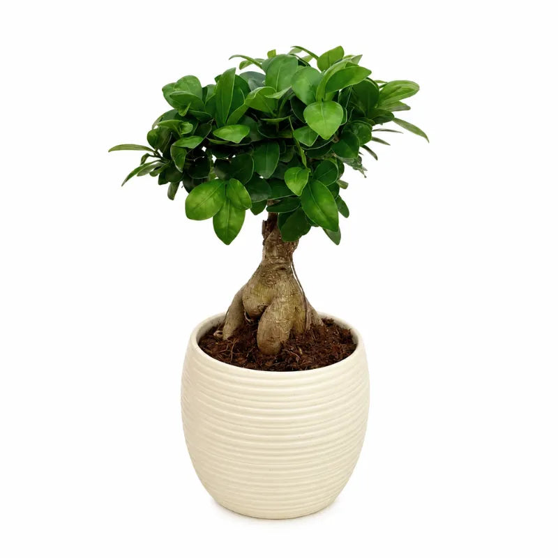 Bonsai Ficus Ginseng ornamentale in vaso rigato Sally beige su sfondo chiaro minimal.