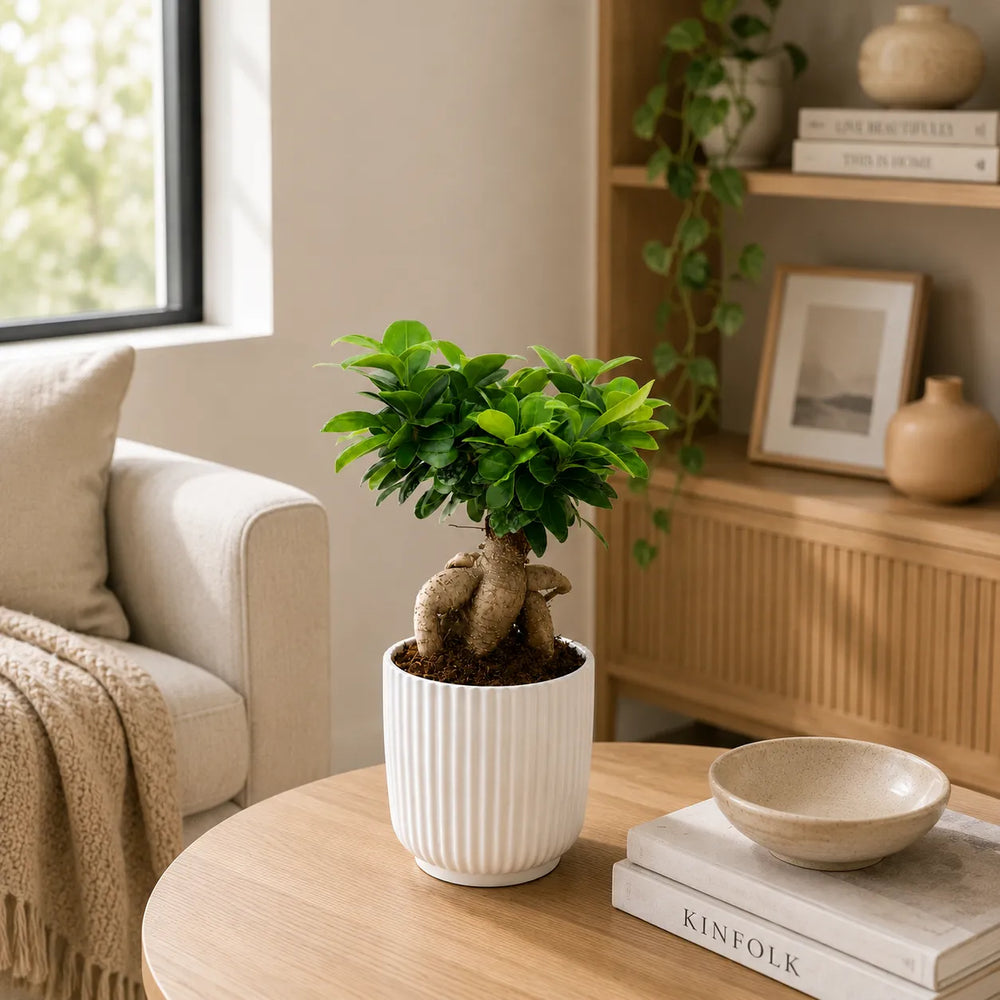 Bonsai Ficus Ginseng in vaso Pitti bianco su tavolo in legno accanto a divano e libreria in ambiente luminoso.