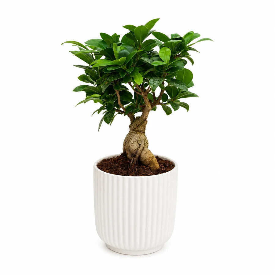 Pianta bonsai Ficus Ginseng in vaso rigato bianco Pitti su sfondo neutro minimal con foglie verdi lucide.