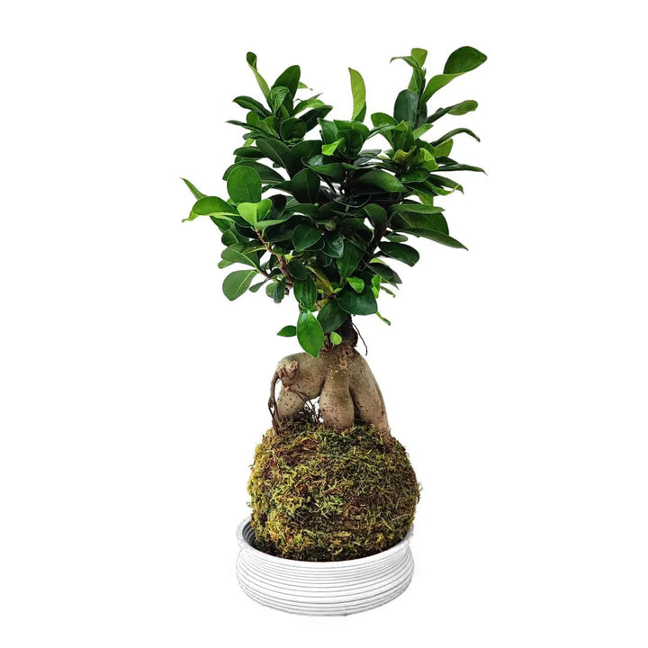 Kokedama Bonsai Ficus Ginseng con scatola regalo
