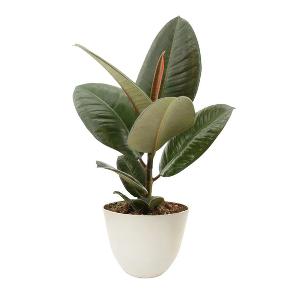 Ficus Elastica Tinekè  altezza 35 cm