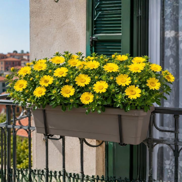 Fioriera da balcone ricca di Asteriscus giallo con margherite decorative esposta alla luce naturale.