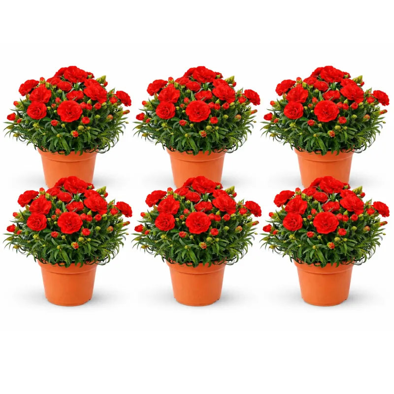 Garofano mix - Pianta rigogliosa con boccioli e fiori aperti