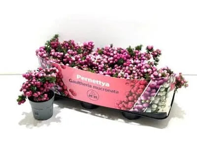 Gaultheria mucronata - pianta con bacche rosse vivaci in vaso da 10,5 cm