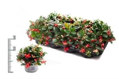 Gaultheria Big Berry - pianta con bacche rosse in vaso decorativo