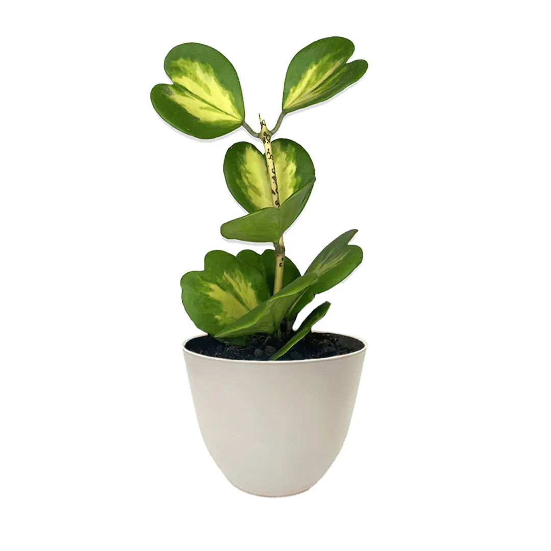 Hoya Kerrii Variegata in vaso avorio - pianta dei cuori con foglie variegate e vaso elegante