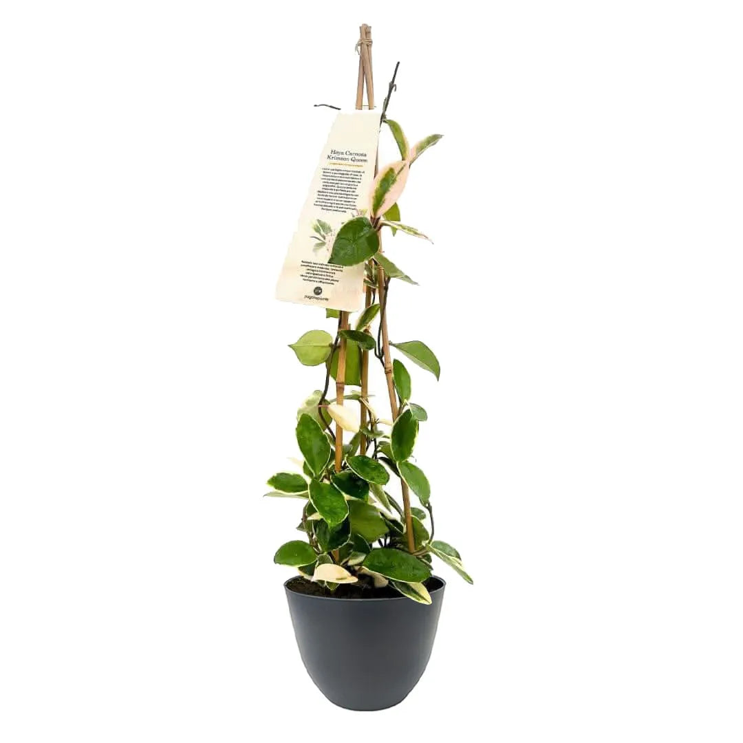Hoya Carnosa Krimson Queen - pianta d'appartamento rampicante in vaso antracite