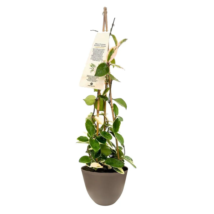 Hoya Carnosa Krimson Queen - dettaglio fogliame variegato rosa e verde in vaso tortora