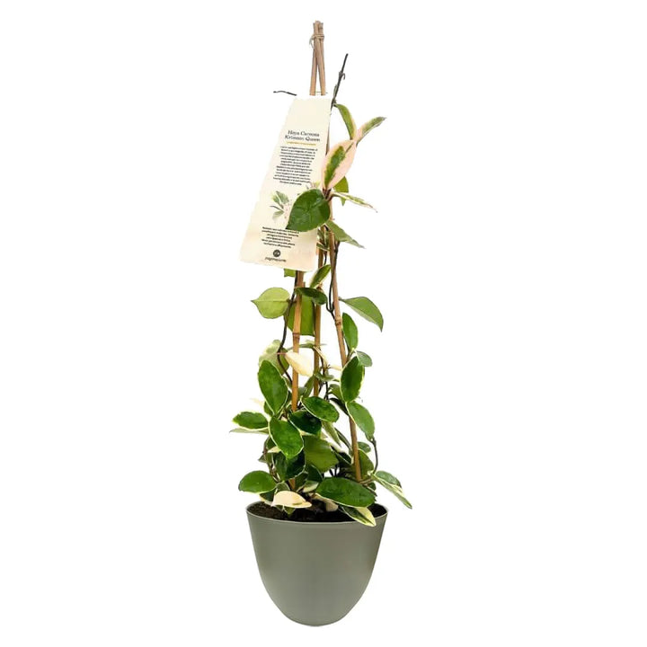 Hoya Carnosa Krimson Queen - pianta da interno con vaso verde salvia, ideale per luce indiretta
