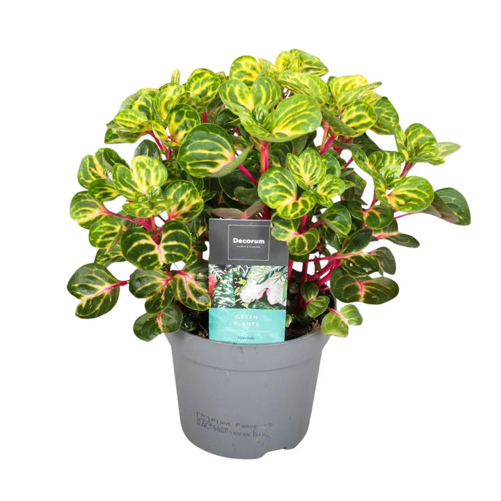 Iresine Rich Funnygo - pianta in vaso nursery grigio da 12 cm