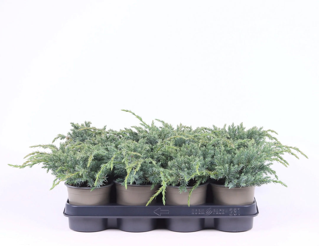 Juniperus Blue Carpet - ginepro ornamentale strisciante con fogliame blu-argenteo