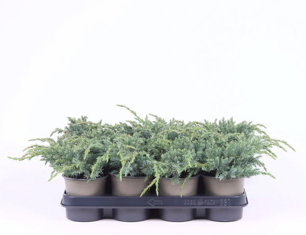 Juniperus squamata 'Blue Carpe 11