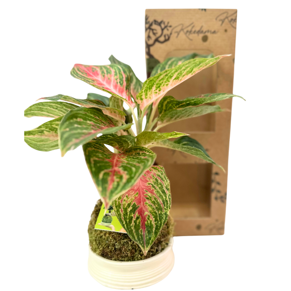 Kokedama di Aglaonema con foglie verdi e rosa, presentata su base di muschio in vaso bianco, confezionata in scatola eco-friendly con finestra — pianta ornamentale d’interno venduta da I Giardini di Giulia.