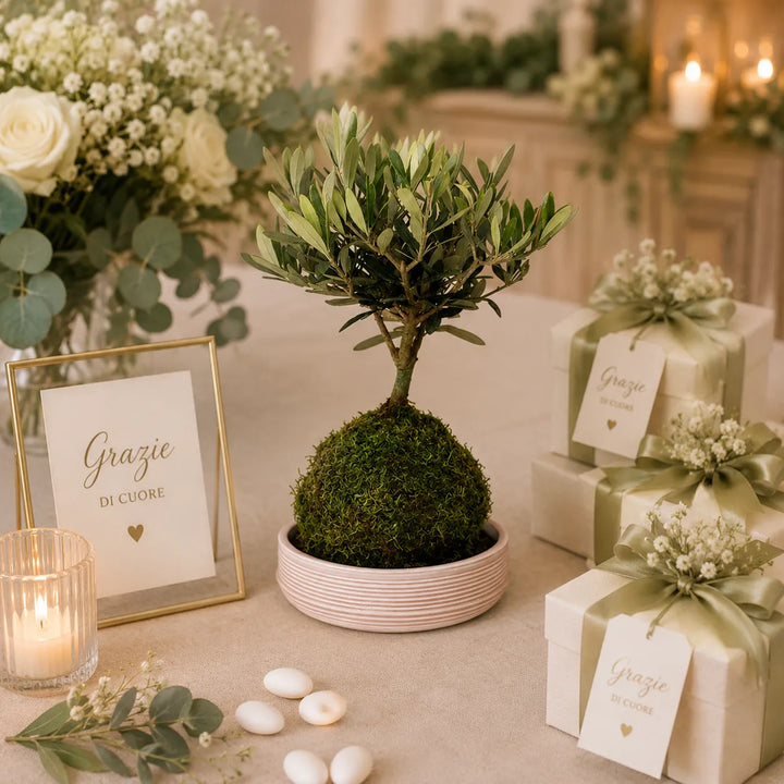 Kokedama con olivo naturale su base minimal elegante ideale come bomboniera green raffinata per matrimonio ed eventi speciali.