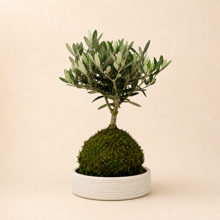 Kokedama di olivo con sfera di muschio verde e vaso basso decorativo dal design minimal per arredare ambienti interni luminosi.