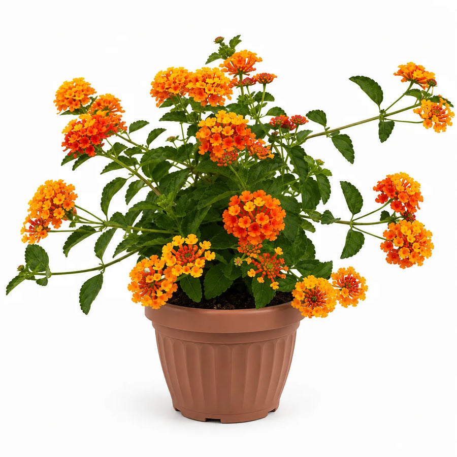 Lantana camara con abbondanti fiori arancioni e gialli coltivata in vaso da vivaio, ideale per decorare terrazzi, balconi e giardini soleggiati con una lunga fioritura estiva.