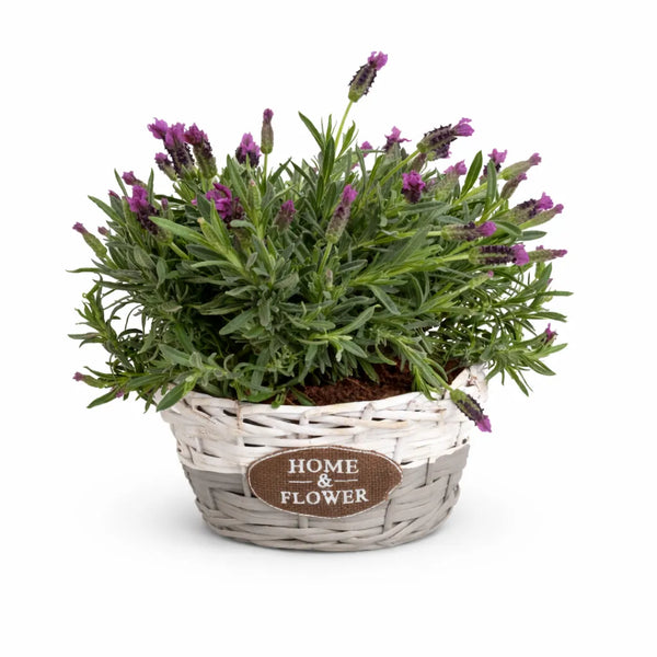Composizione con Lavanda Home & Flower