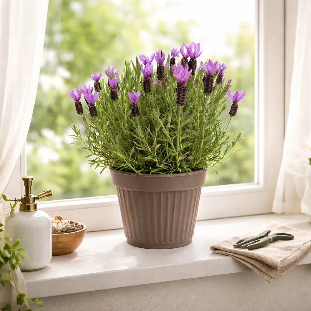 Lavandula angustifolia D.22 cm