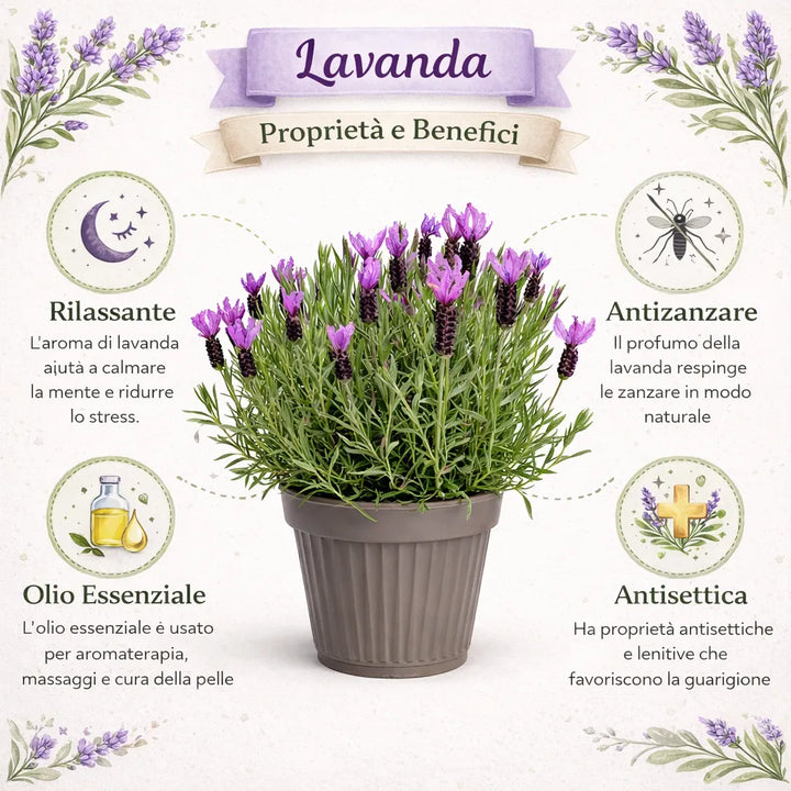 Lavandula angustifolia D.22 cm