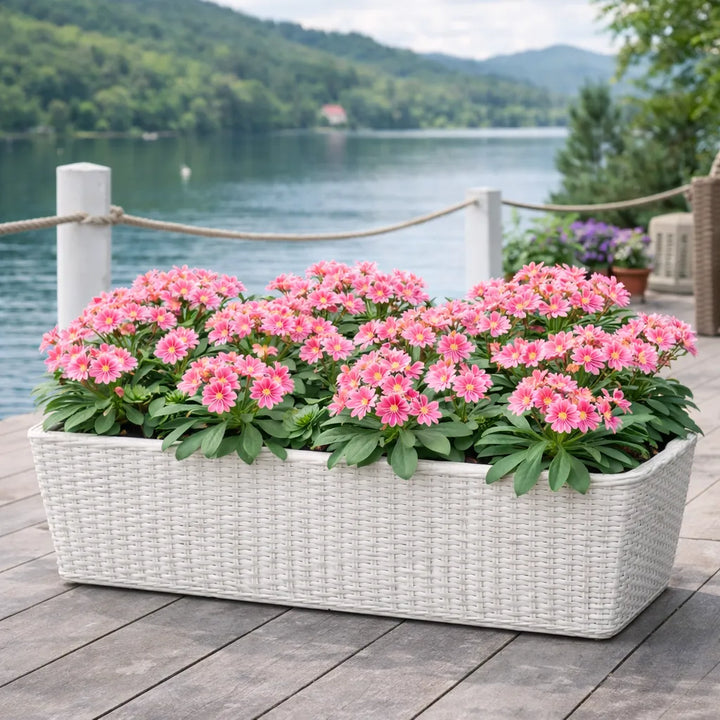 Cura Lewisia - Dettaglio delle foglie succulente e della rosetta della Lewisia