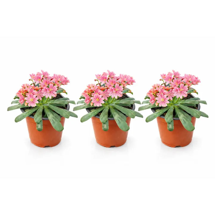 Lewisia perenne - Lewisia in piena fioritura estiva con colori vivaci