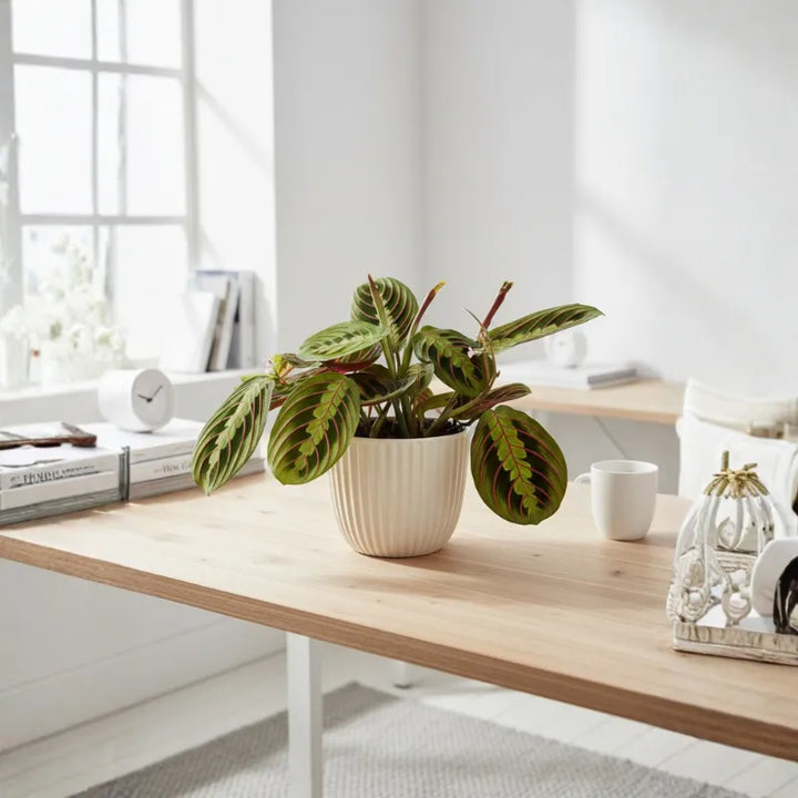 Maranta Leuconeura Fascinator su scrivania moderna, pianta da interno con foglie ornamentali verdi e rosse