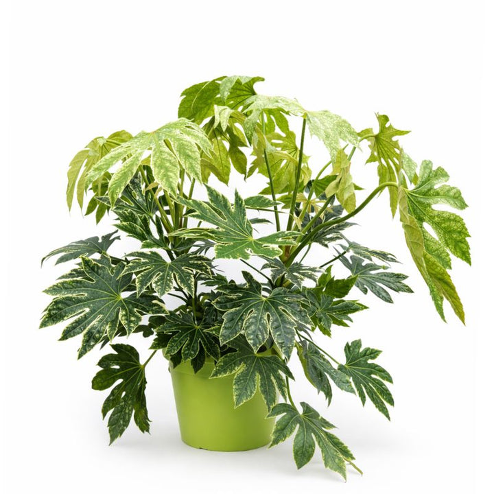 Fatsia Japonica variegata in vaso verde su sfondo bianco, pianta da interno con foglie grandi decorative