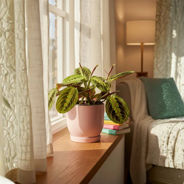 Maranta Leuconeura Fascinator in vaso rosa su davanzale, pianta da interno con foglie verdi e venature rosse