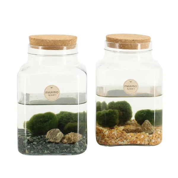 Marimo D.13 H.20 cm