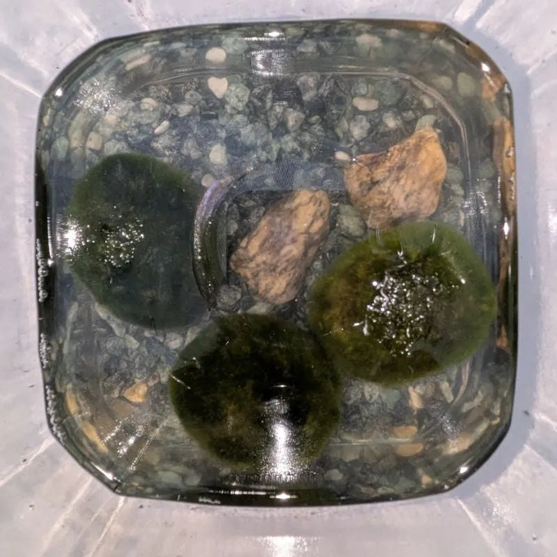 immagine mostra il dettaglio delle tre  piante aquatice 
