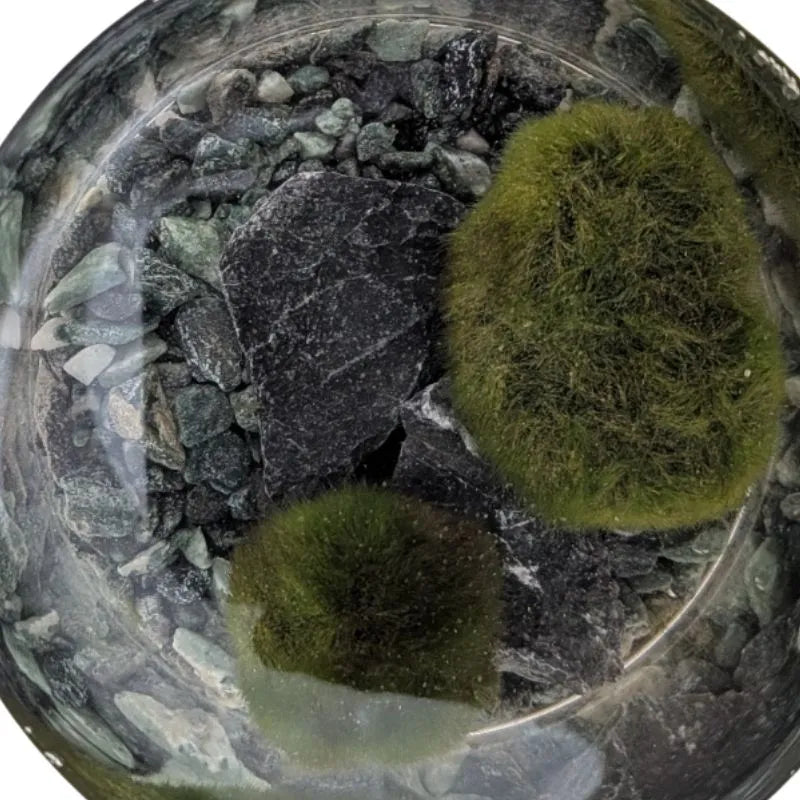 Marimo D.9 H.20 cm