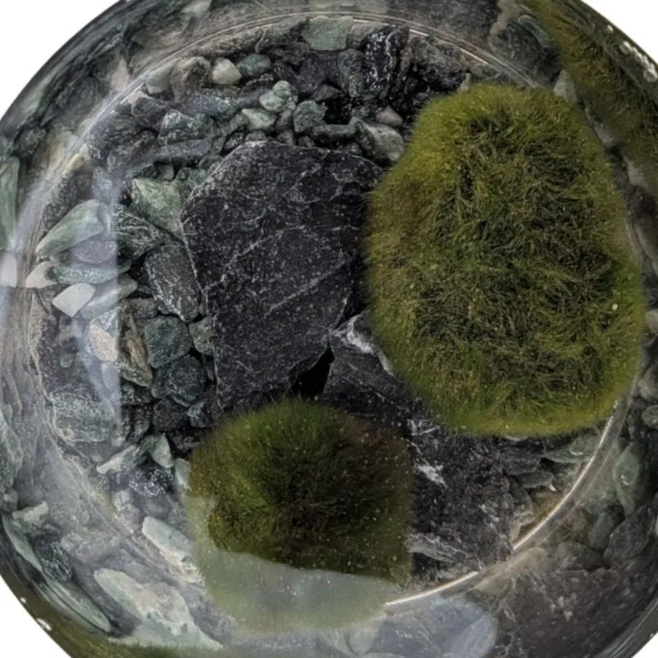Marimo D.9 H.20 cm