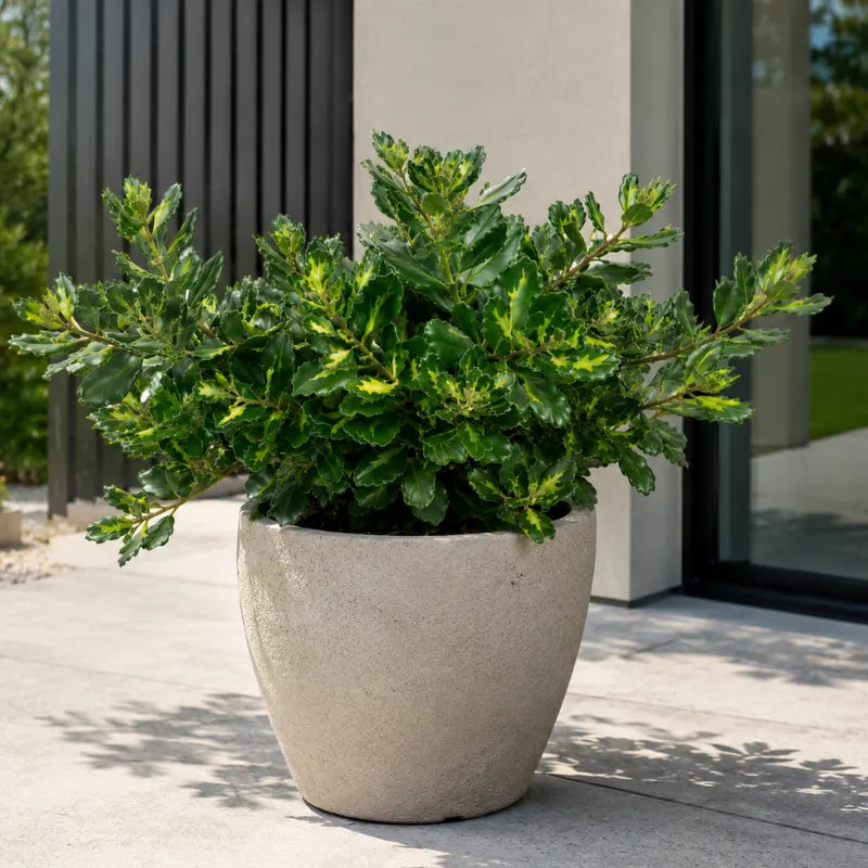 Arbusto sempreverde Metrosideros aureo con foglie decorative variegate in vaso color pietra, perfetto per terrazze, ingressi e ambienti esterni moderni.