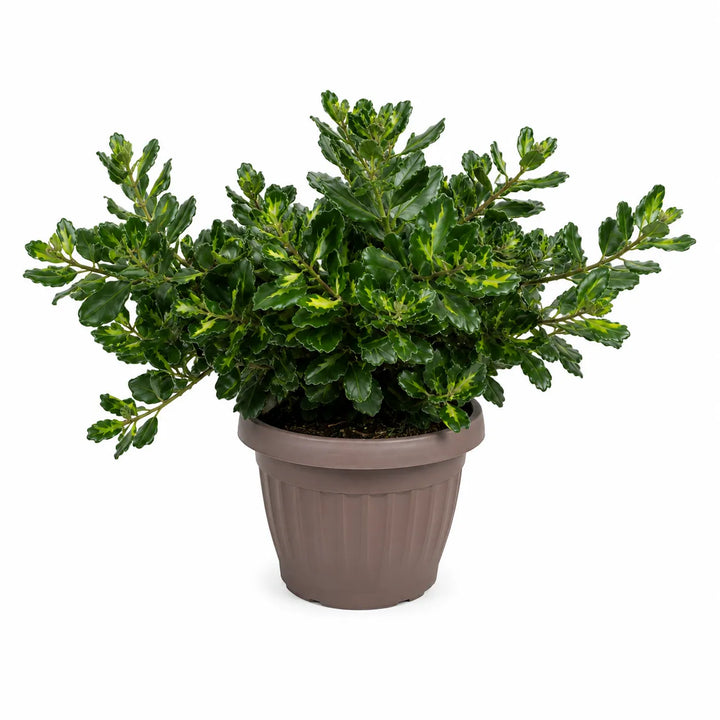 Pianta di Metrosideros aureo variegato in vaso da coltivazione con fogliame verde lucido bordato di giallo, isolata su sfondo bianco per ecommerce e scheda prodotto.