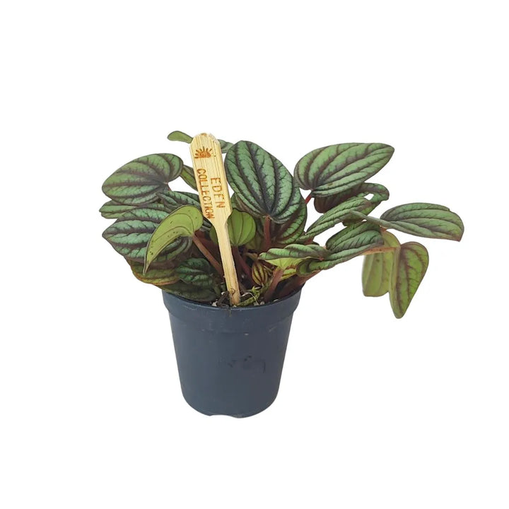 Mini Peperomia Albovittata - Piccola pianta in vaso nero con foglie rotonde verde chiaro e venature verde scuro, con etichetta Eden Collection.