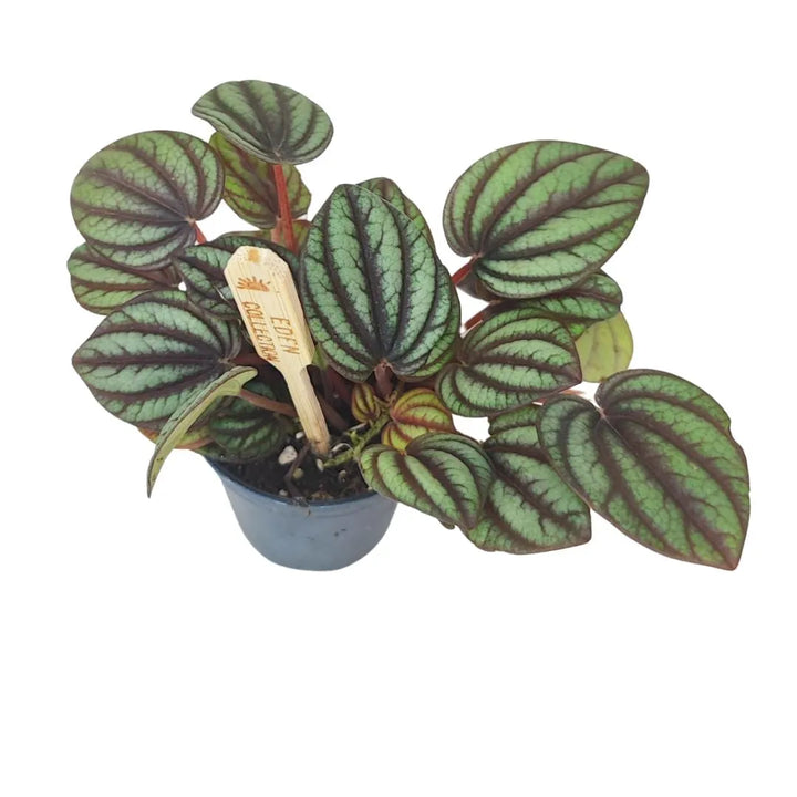 Mini Peperomia Albovittata - Peperomia in vaso nero con foglie tondeggianti verde chiaro e venature scure evidenti, con etichetta Eden Collection.