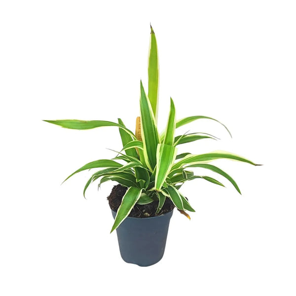 Mini chlorophytum